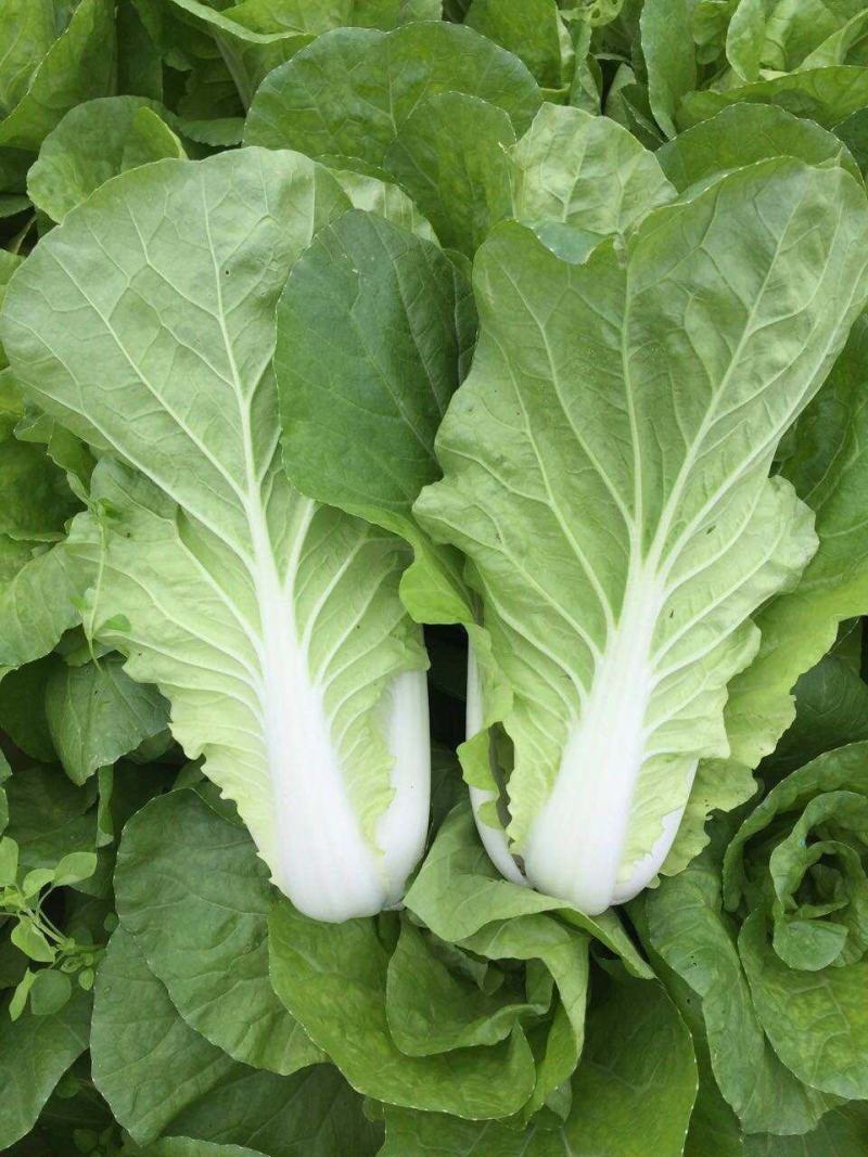 绿领速腾5号快菜青菜种子快菜种籽高产抗病包邮蔬菜种子
