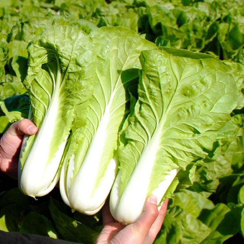 绿领速腾5号快菜青菜种子快菜种籽高产抗病包邮蔬菜种子