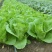 绿领速腾5号快菜青菜种子快菜种籽高产抗病包邮蔬菜种子