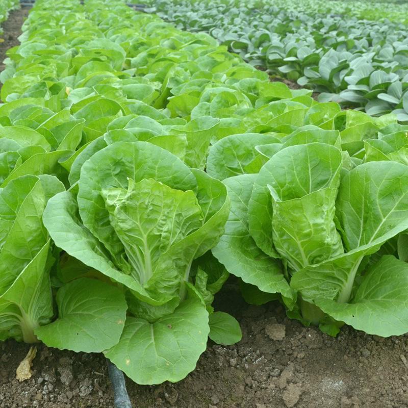 绿领速腾5号快菜青菜种子快菜种籽高产抗病包邮蔬菜种子