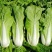 绿领速腾5号快菜青菜种子快菜种籽高产抗病包邮蔬菜种子