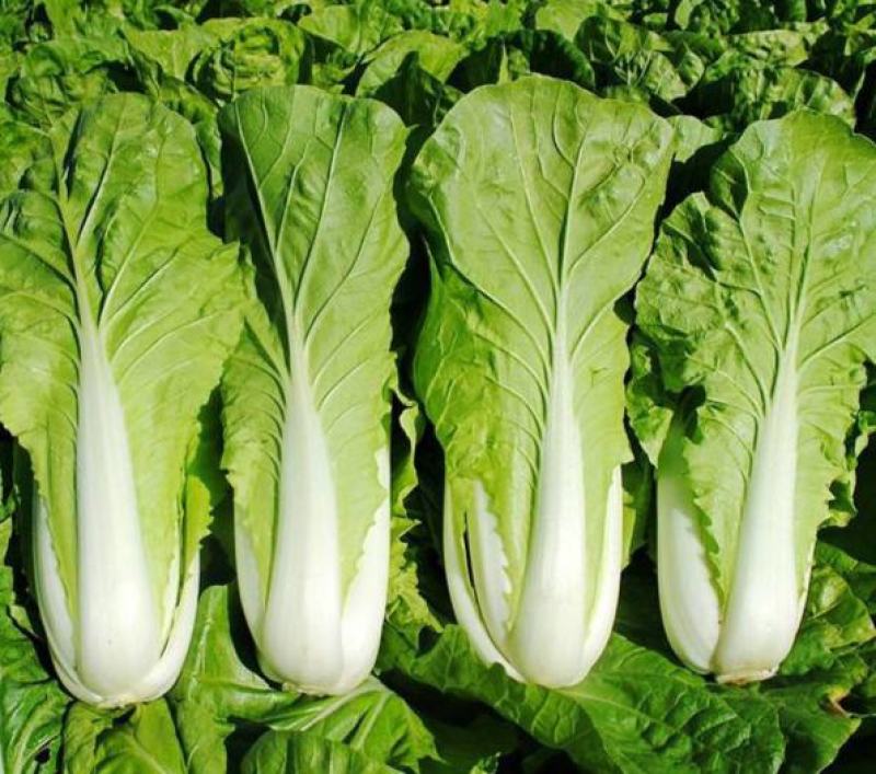 绿领速腾5号快菜青菜种子快菜种籽高产抗病包邮蔬菜种子