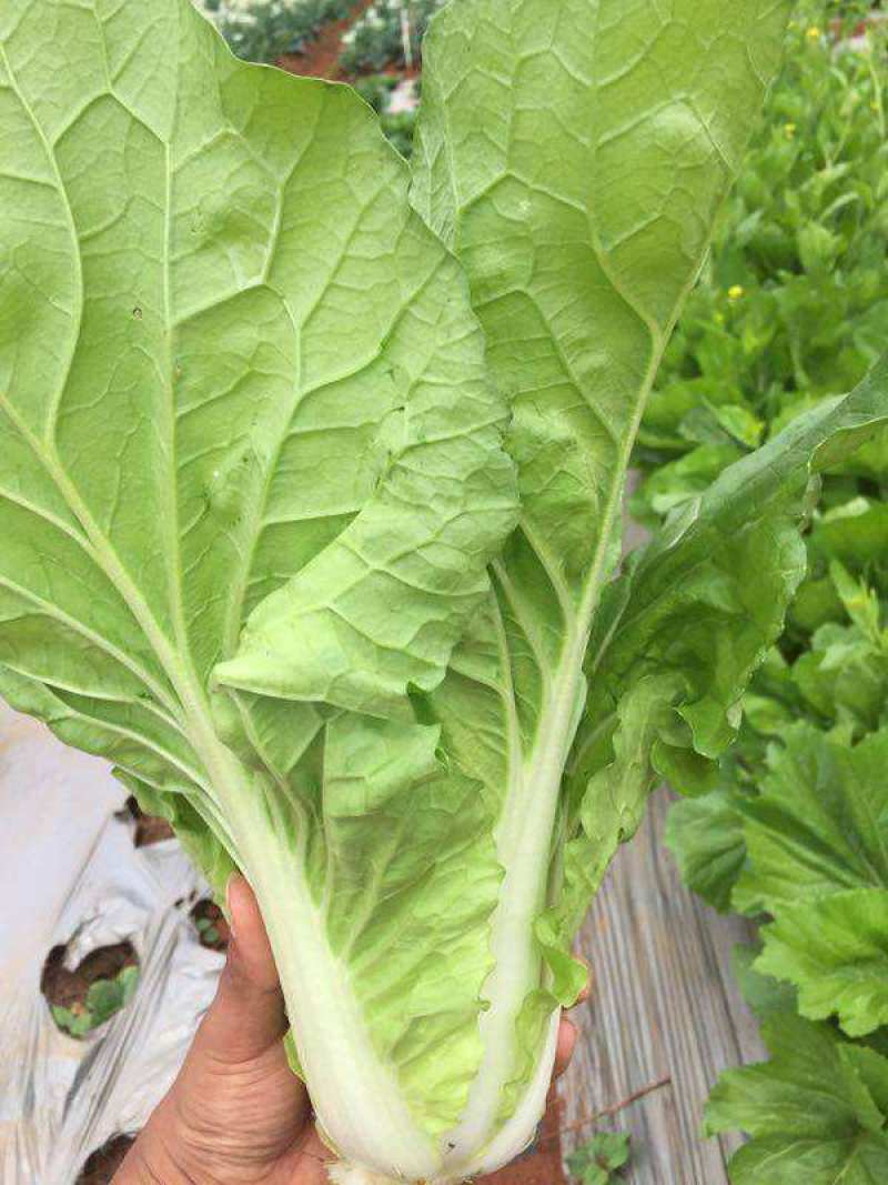 绿领速腾5号快菜青菜种子快菜种籽高产抗病包邮蔬菜种子