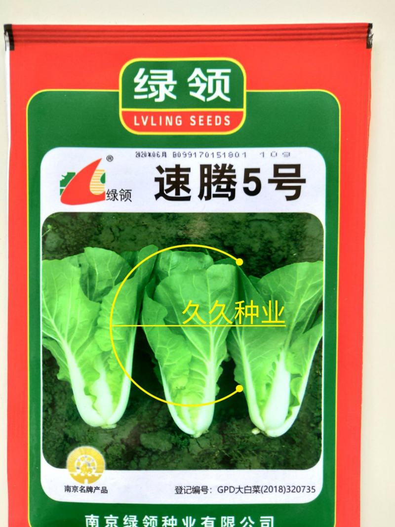 绿领速腾5号快菜青菜种子快菜种籽高产抗病包邮蔬菜种子
