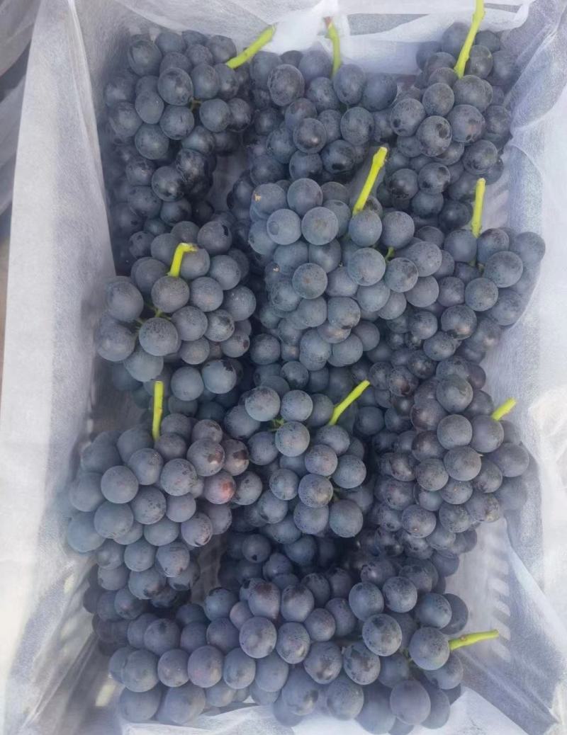 夏黑葡萄精品上市保质保量产地发货全国代发