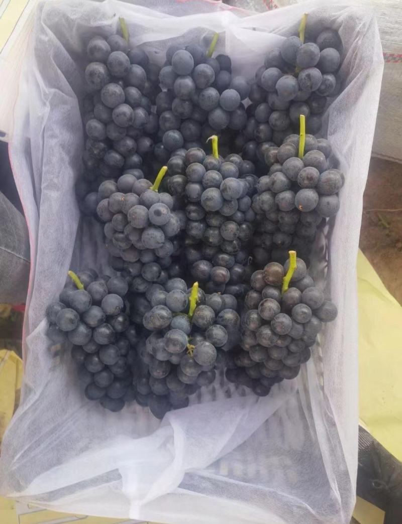 夏黑葡萄精品上市保质保量产地发货全国代发