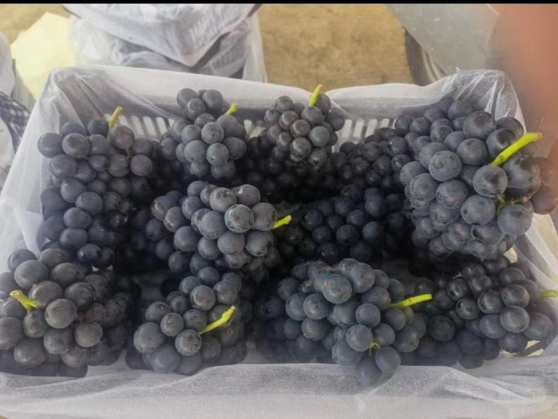 夏黑葡萄精品上市保质保量产地发货全国代发