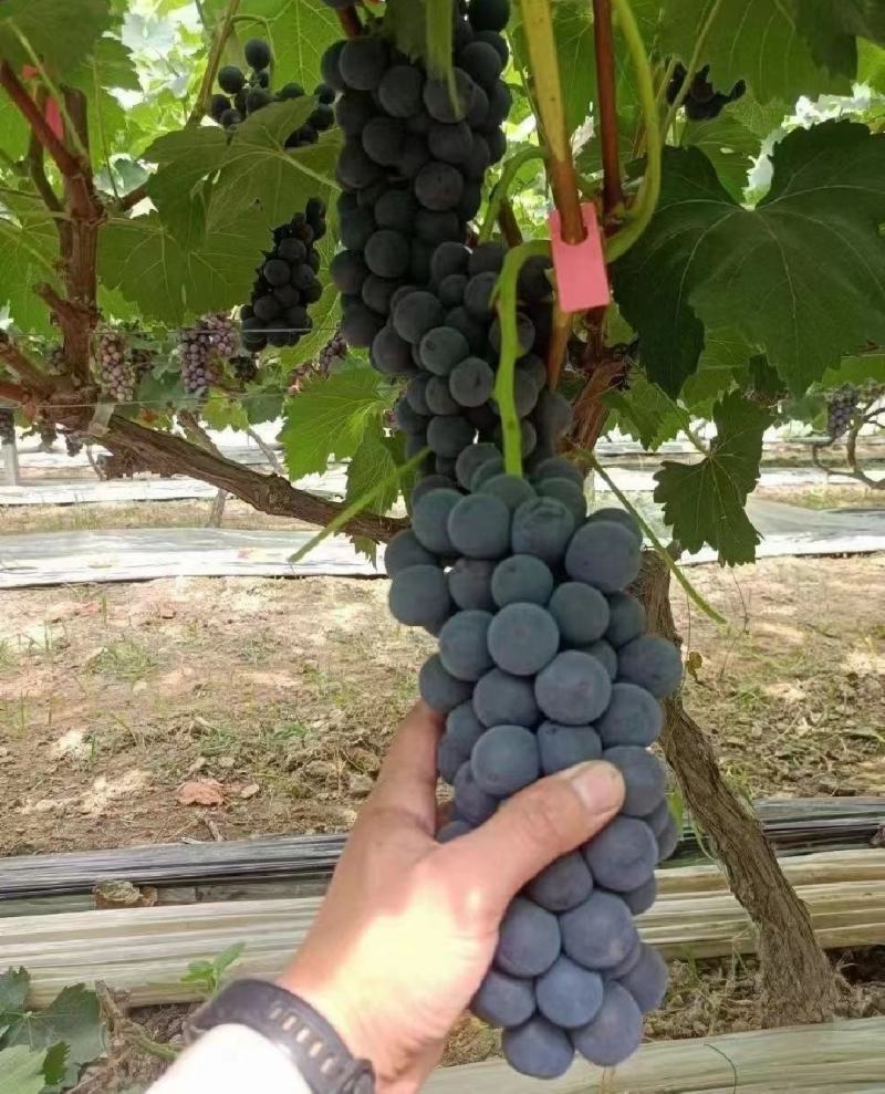 夏黑葡萄精品上市保质保量产地发货全国代发
