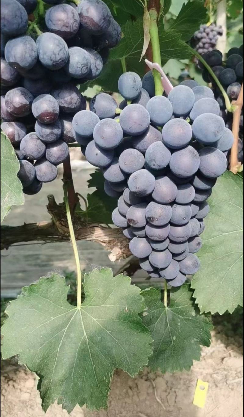夏黑葡萄精品上市保质保量产地发货全国代发
