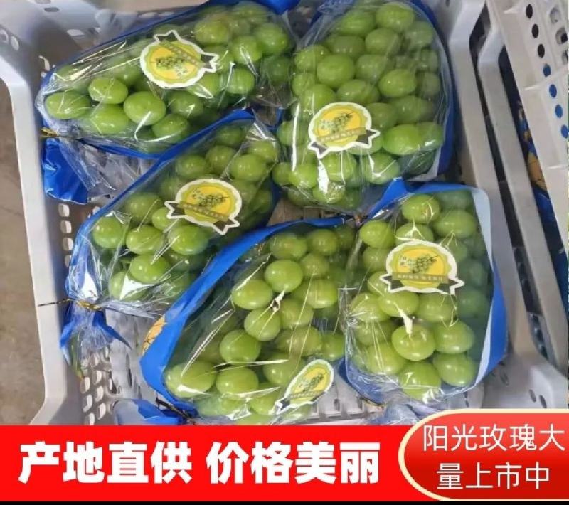 阳光玫瑰精品上市保质保量产地发货全国代发