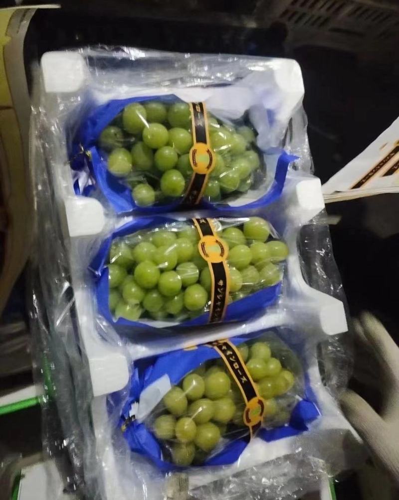 阳光玫瑰精品上市保质保量产地发货全国代发