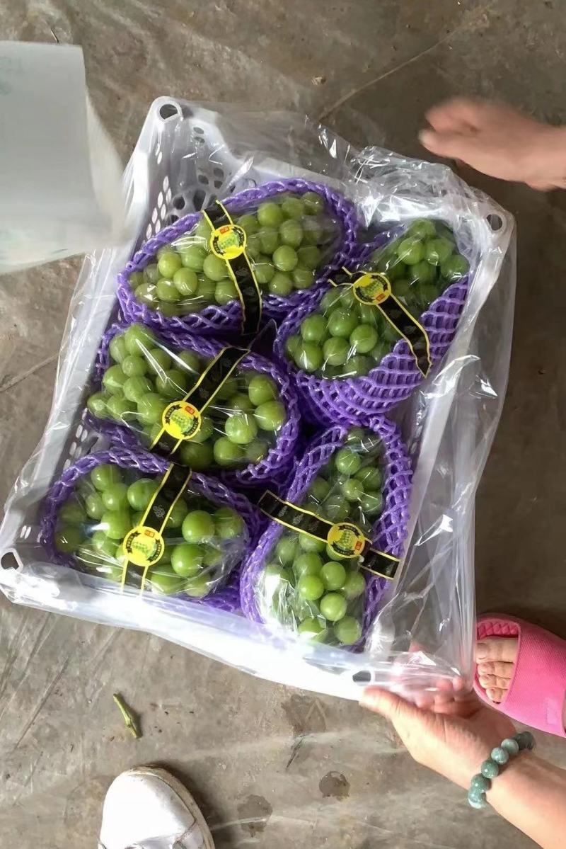 阳光玫瑰精品上市保质保量产地发货全国代发