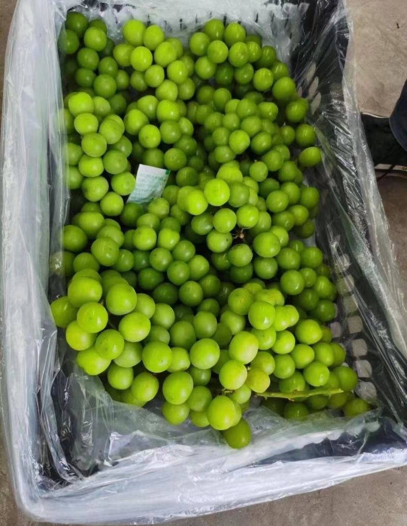 阳光玫瑰精品上市保质保量产地发货全国代发