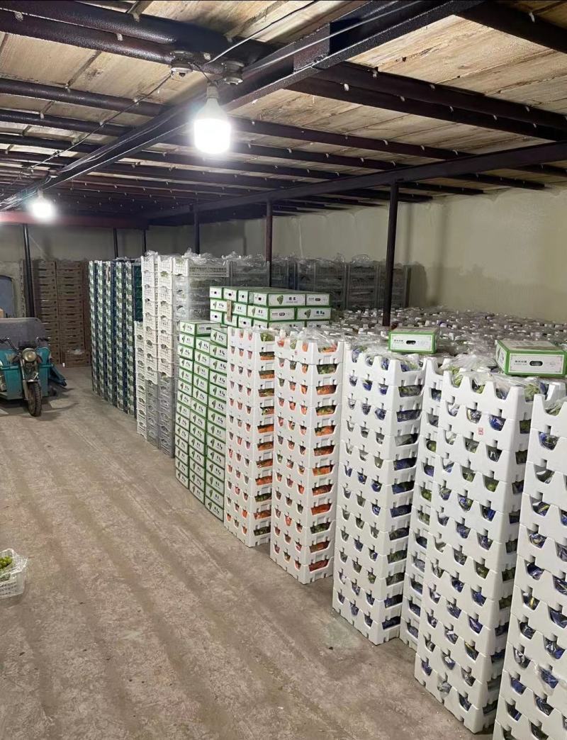 阳光玫瑰精品上市保质保量产地发货全国代发