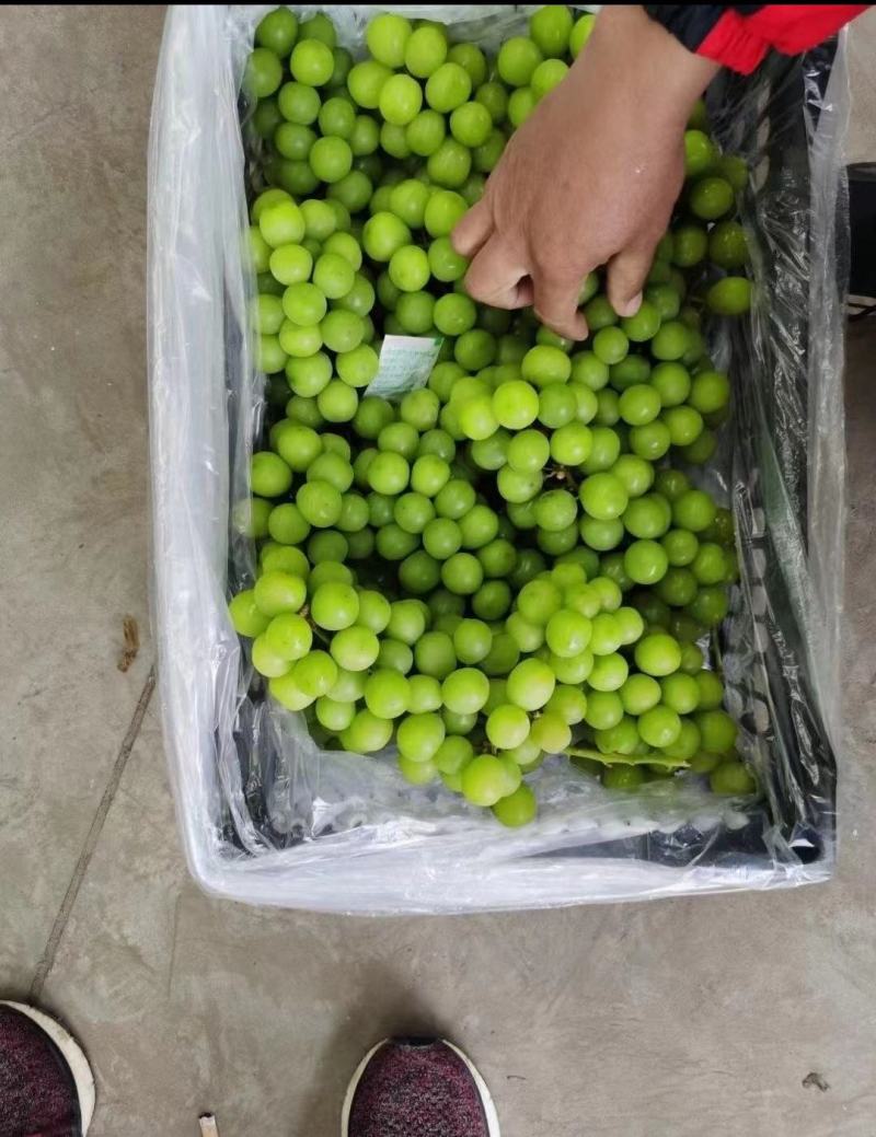 阳光玫瑰精品上市保质保量产地发货全国代发