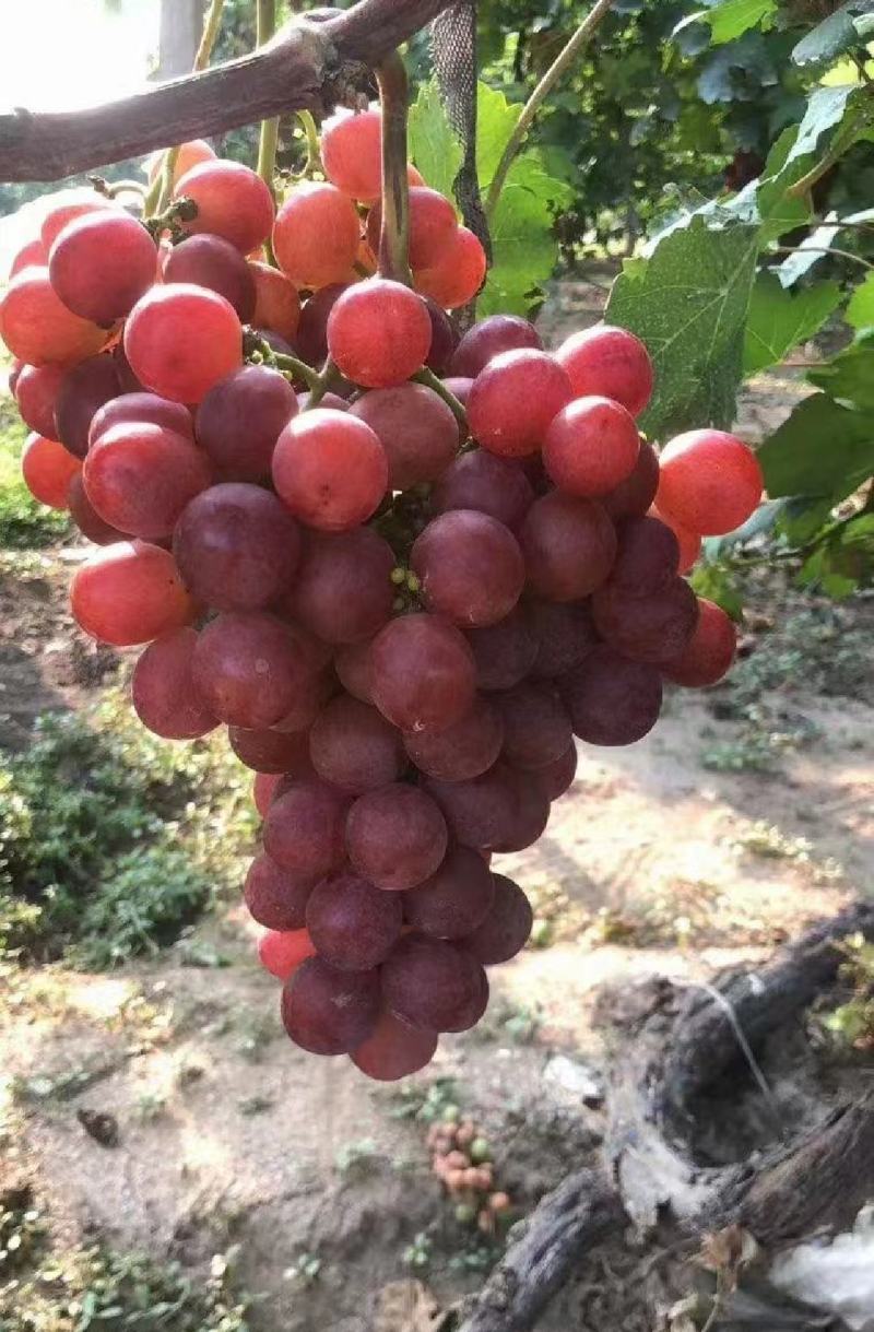 红提精品上市保质保量产地发货全国代发
