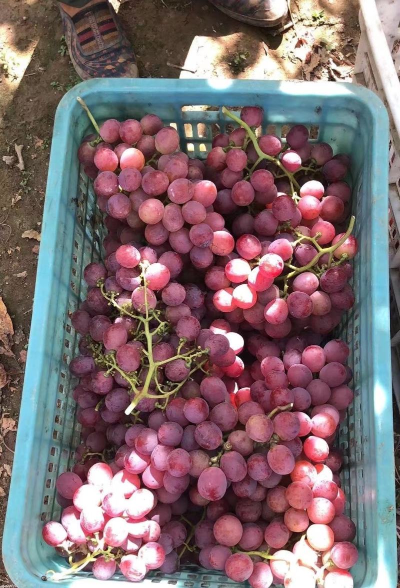 红提精品上市保质保量产地发货全国代发
