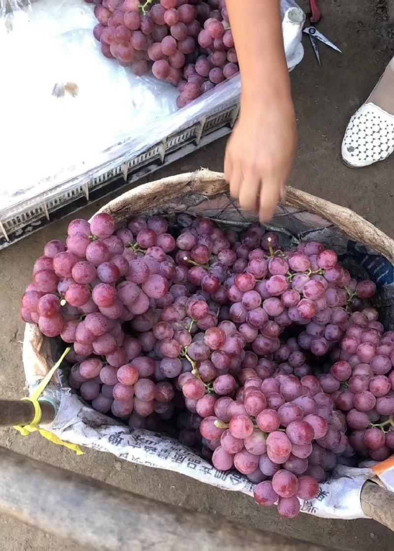 红提精品上市保质保量产地发货全国代发