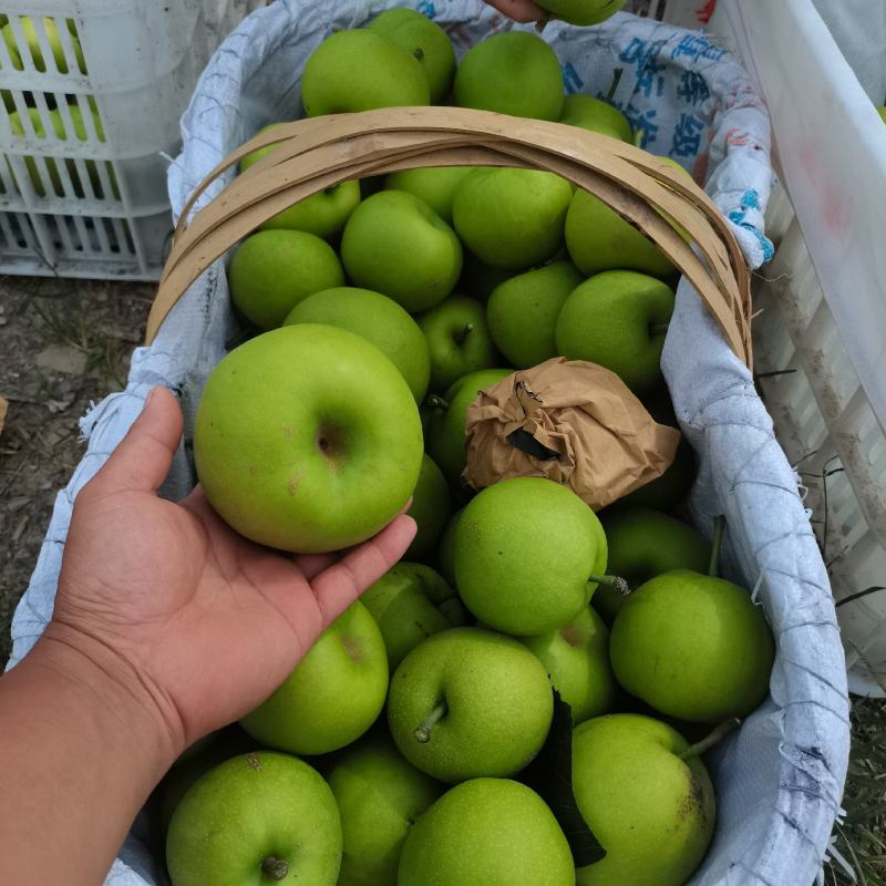 翠玉梨，早熟，湖北沙梨基地直供