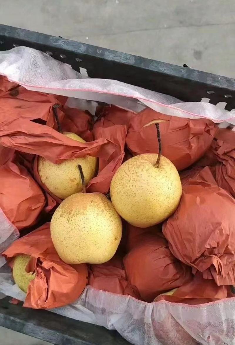 雪梨精品上市保质保量全国代发