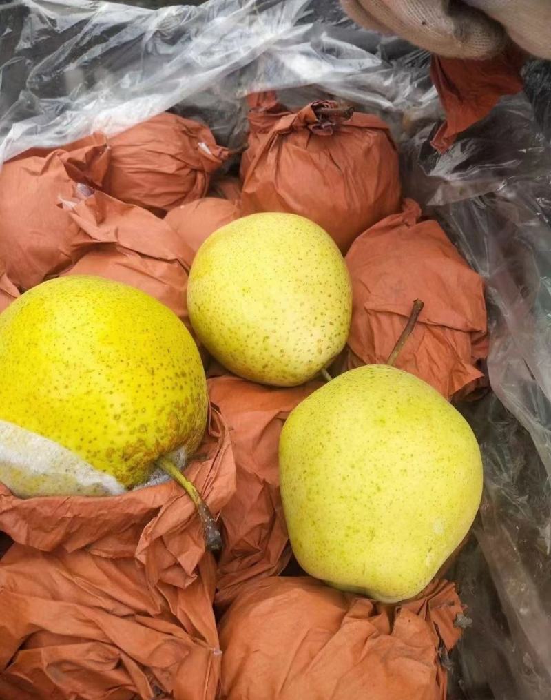 雪梨精品上市保质保量全国代发