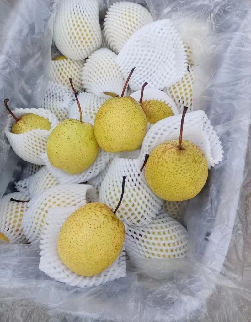雪梨精品上市保质保量全国代发