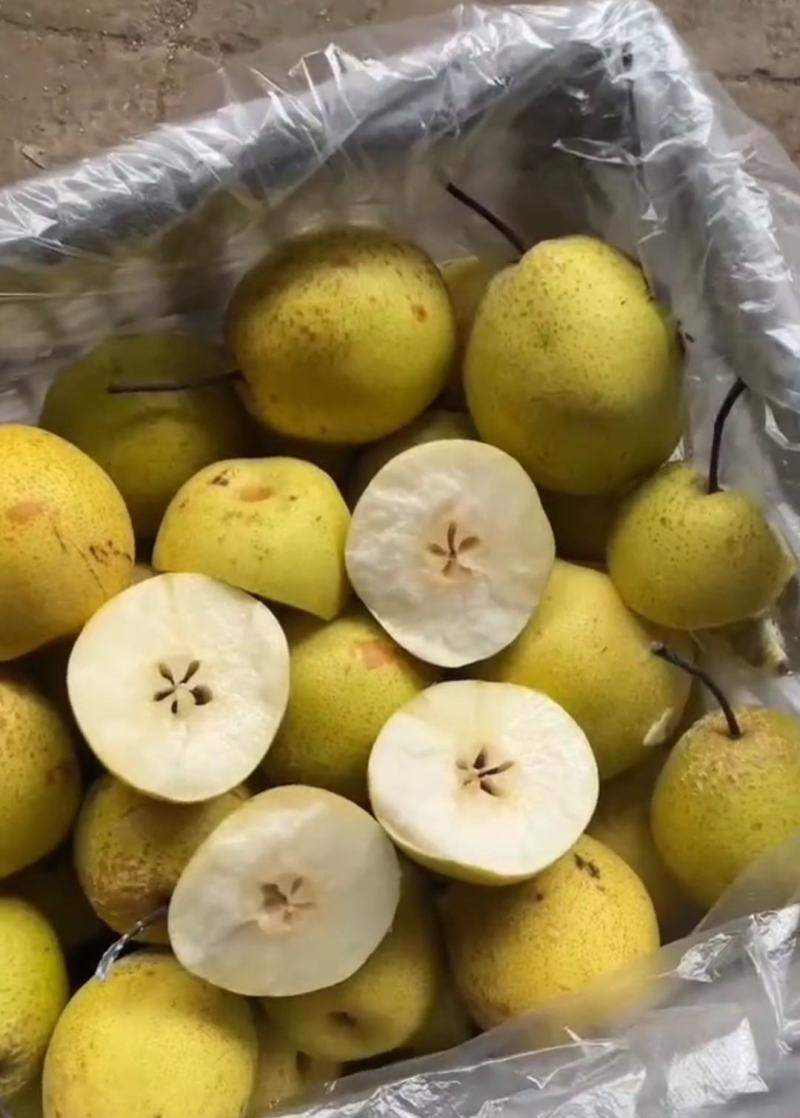 雪梨精品上市保质保量全国代发