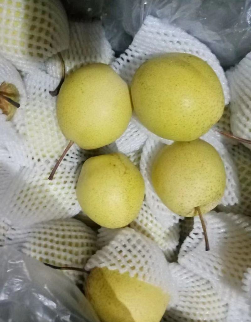 雪梨精品上市保质保量全国代发