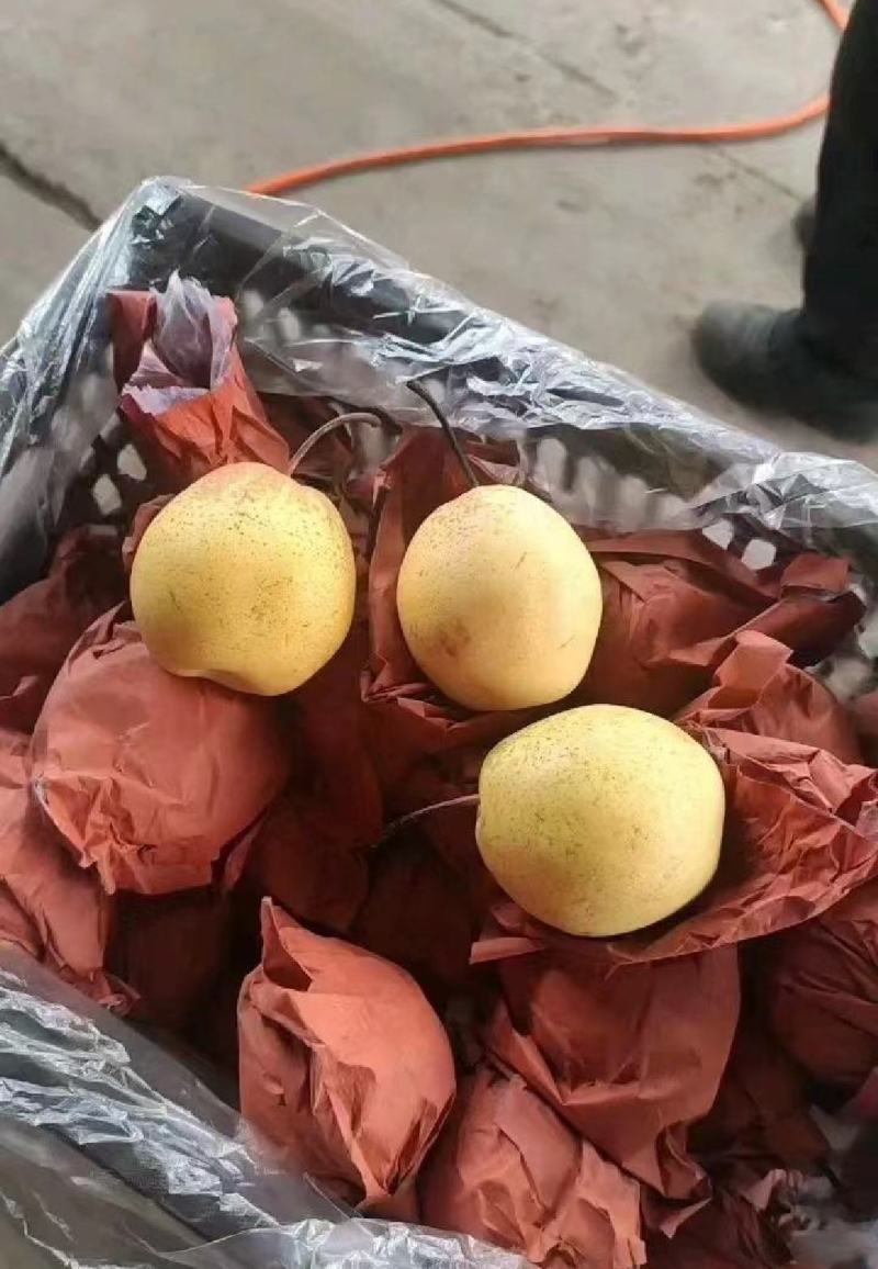 雪梨精品上市保质保量全国代发