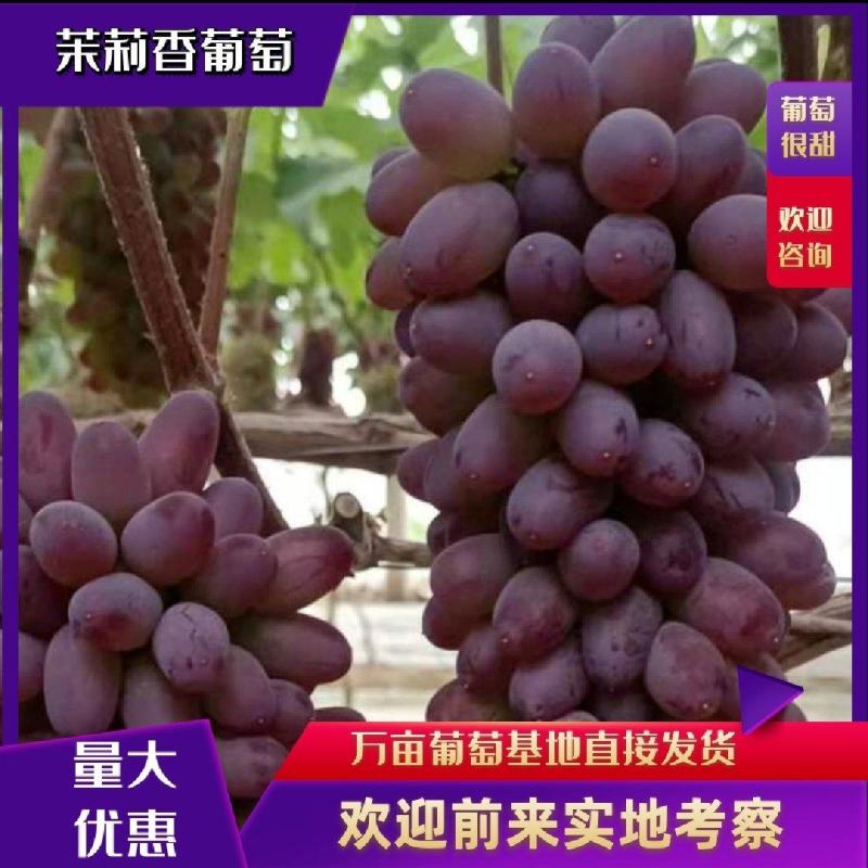 茉莉香葡萄精品葡萄全国代发保质保量