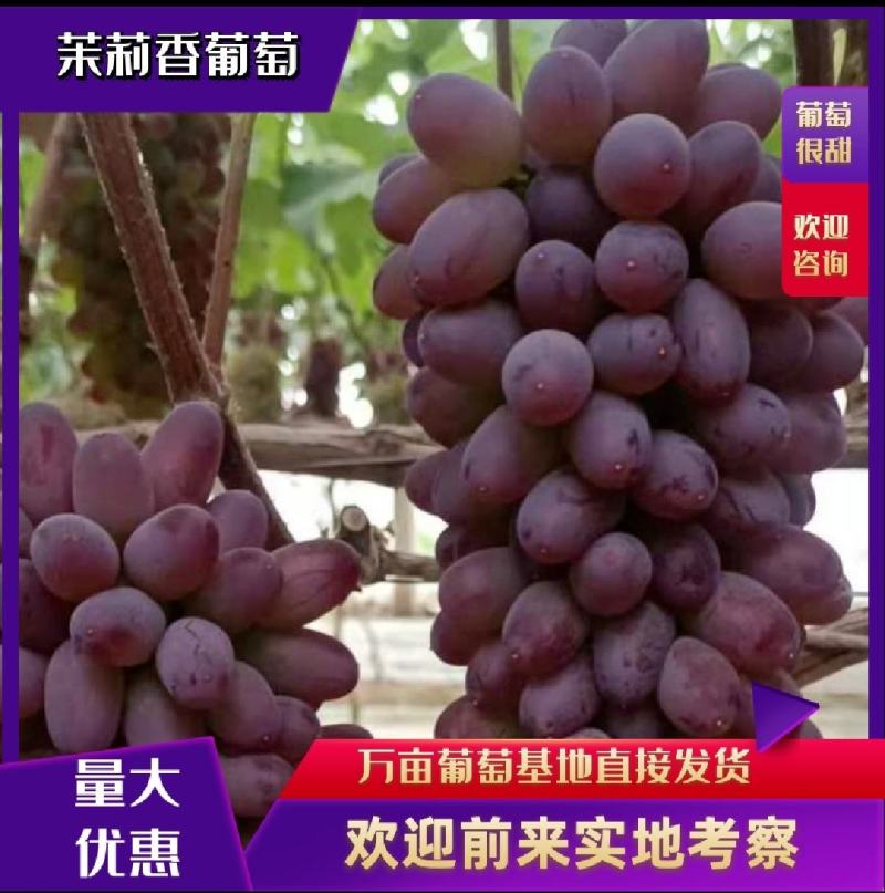 茉莉香葡萄精品葡萄全国代发保质保量
