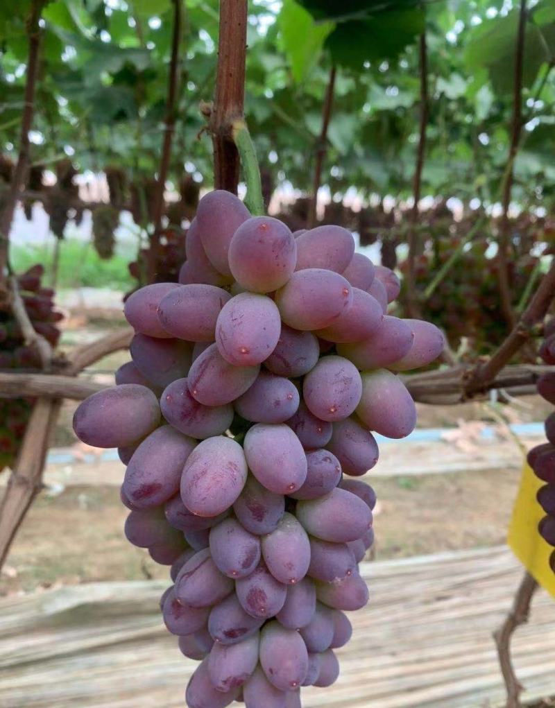 茉莉香葡萄精品葡萄全国代发保质保量
