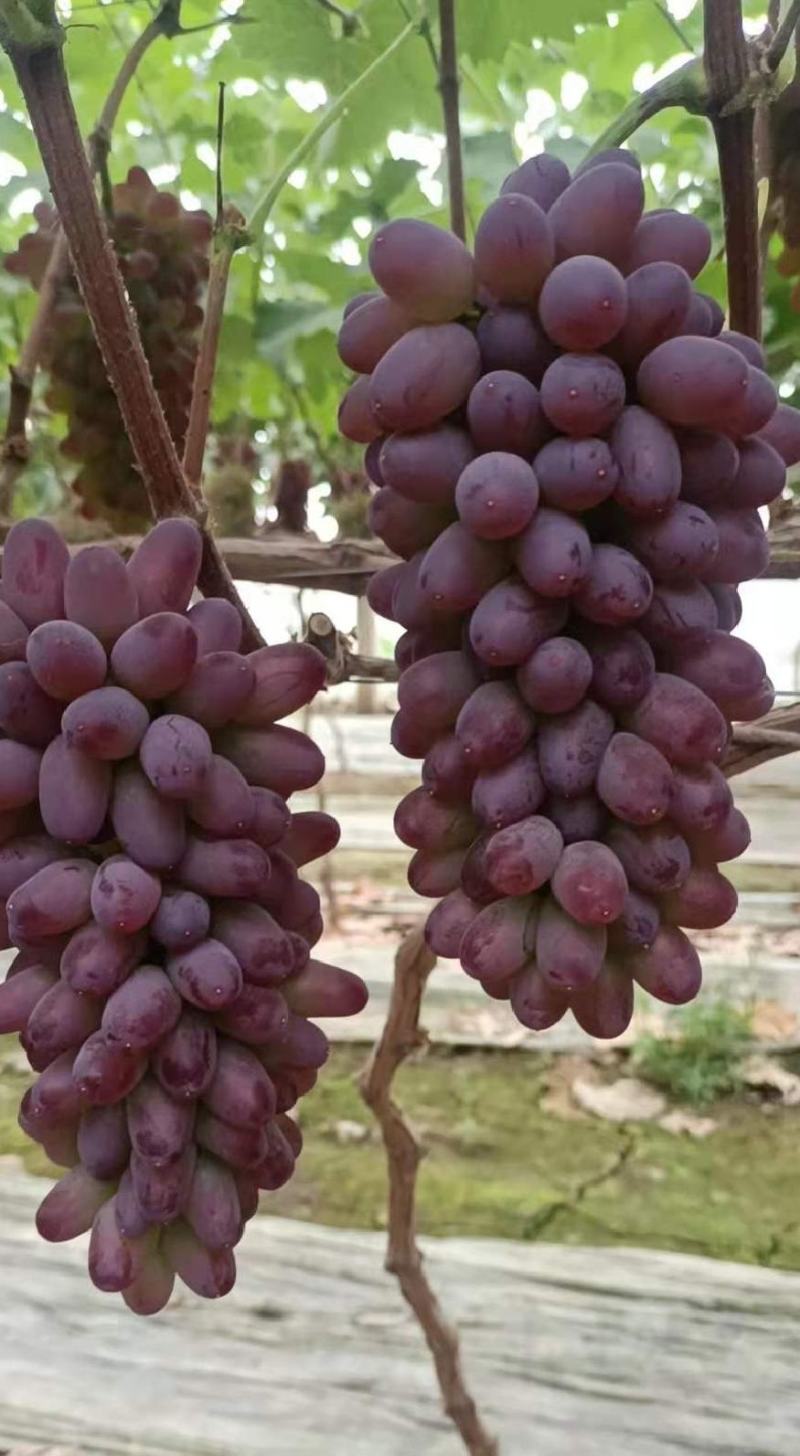 茉莉香葡萄精品葡萄全国代发保质保量