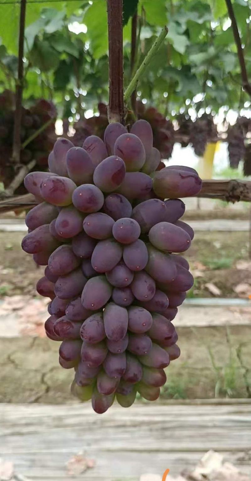 茉莉香葡萄精品葡萄全国代发保质保量