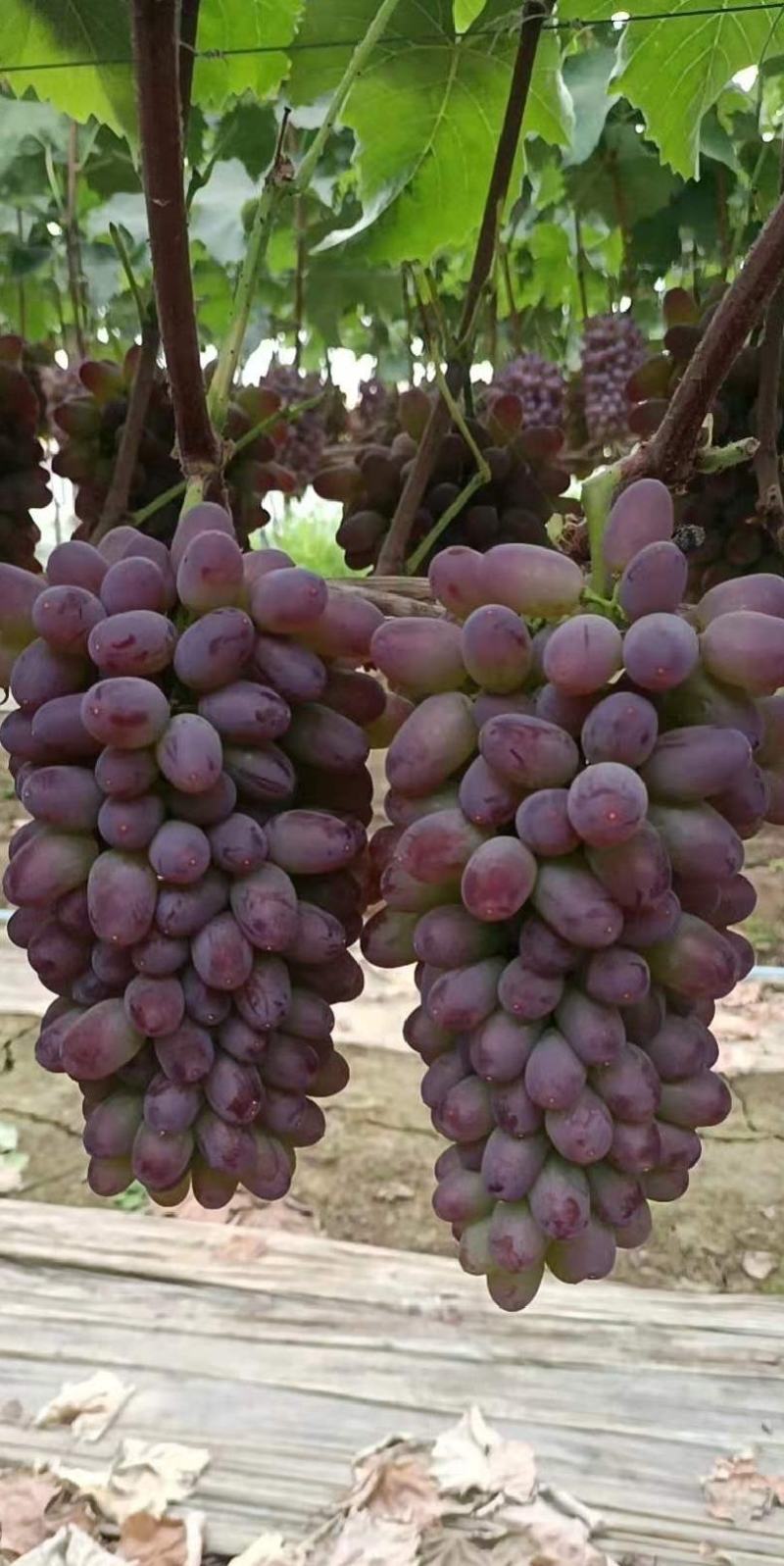 茉莉香葡萄精品葡萄全国代发保质保量