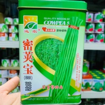 南菜北运菜农理想品种密荚宝豇豆种子籽少肉厚嫩绿色豆角种