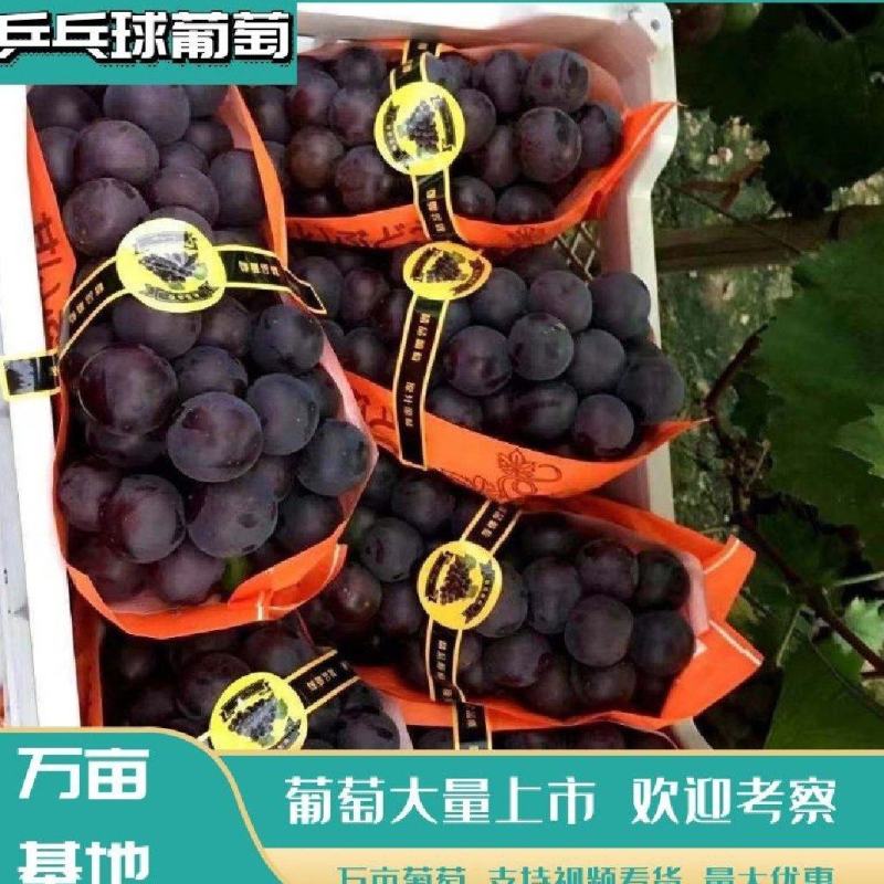 乒乓球葡萄精品葡萄大量供应代发全国