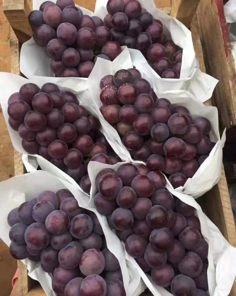 乒乓球葡萄精品葡萄大量供应代发全国