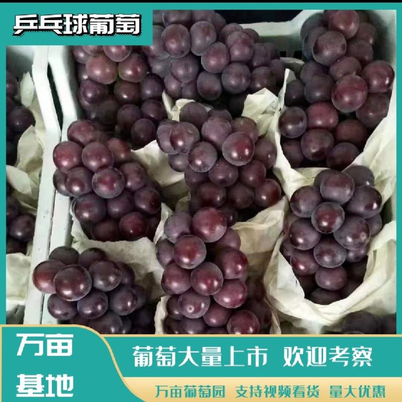 乒乓球葡萄精品葡萄大量供应代发全国
