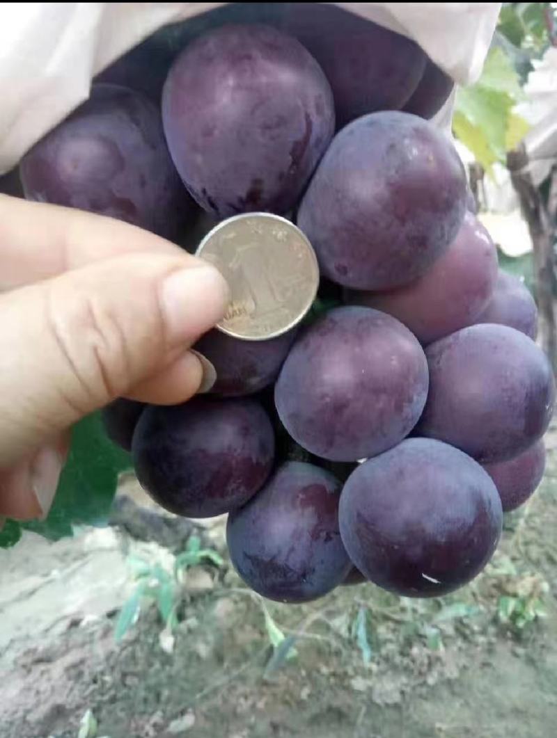 乒乓球葡萄精品葡萄大量供应代发全国