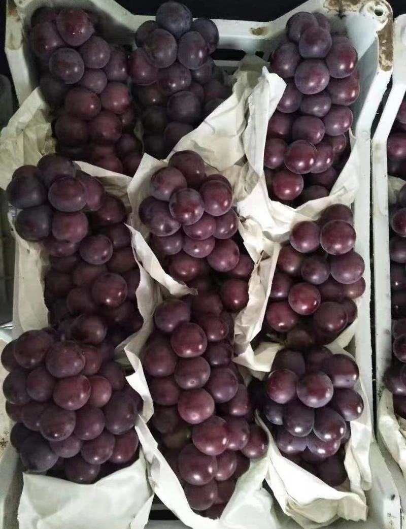 乒乓球葡萄精品葡萄大量供应代发全国