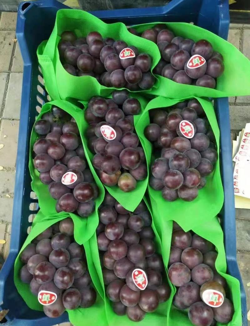 乒乓球葡萄精品葡萄大量供应代发全国