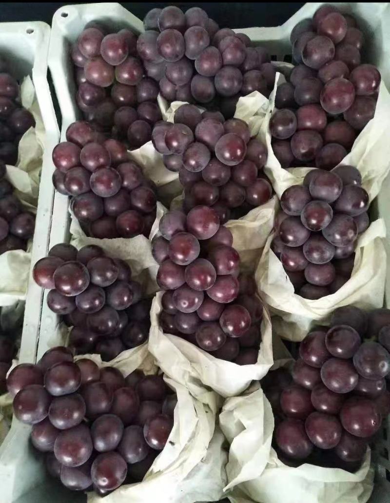 乒乓球葡萄精品葡萄大量供应代发全国