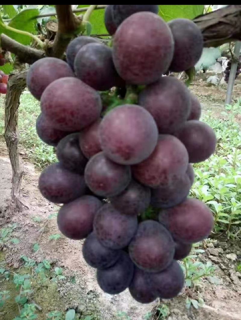乒乓球葡萄精品葡萄大量供应代发全国
