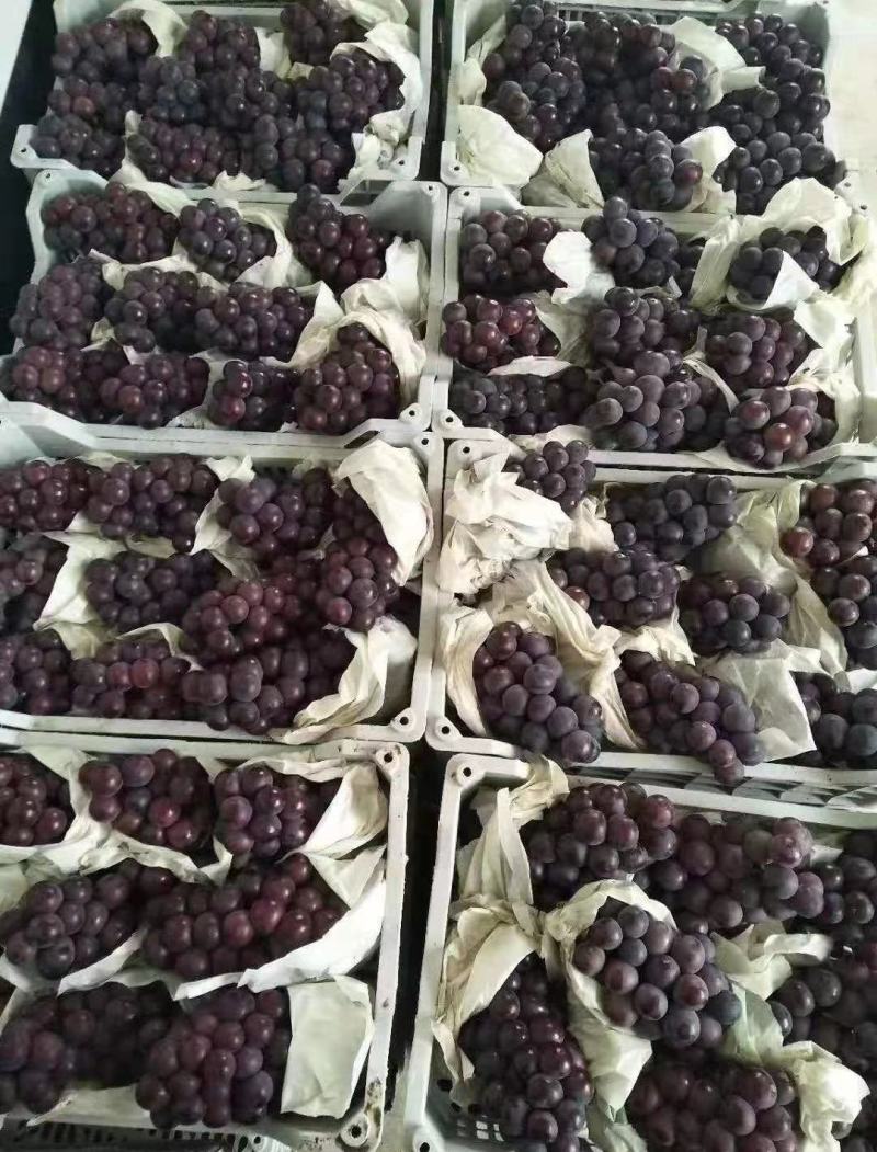 乒乓球葡萄精品葡萄大量供应代发全国