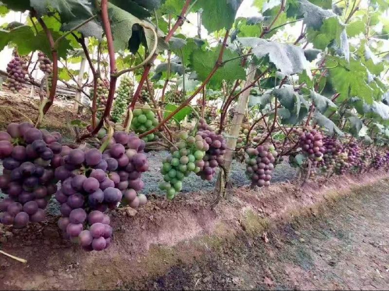 乒乓球葡萄精品葡萄大量供应代发全国