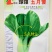 五月慢青梗菜种子油菜种子高产阳台农家小青菜种子四季播蔬菜