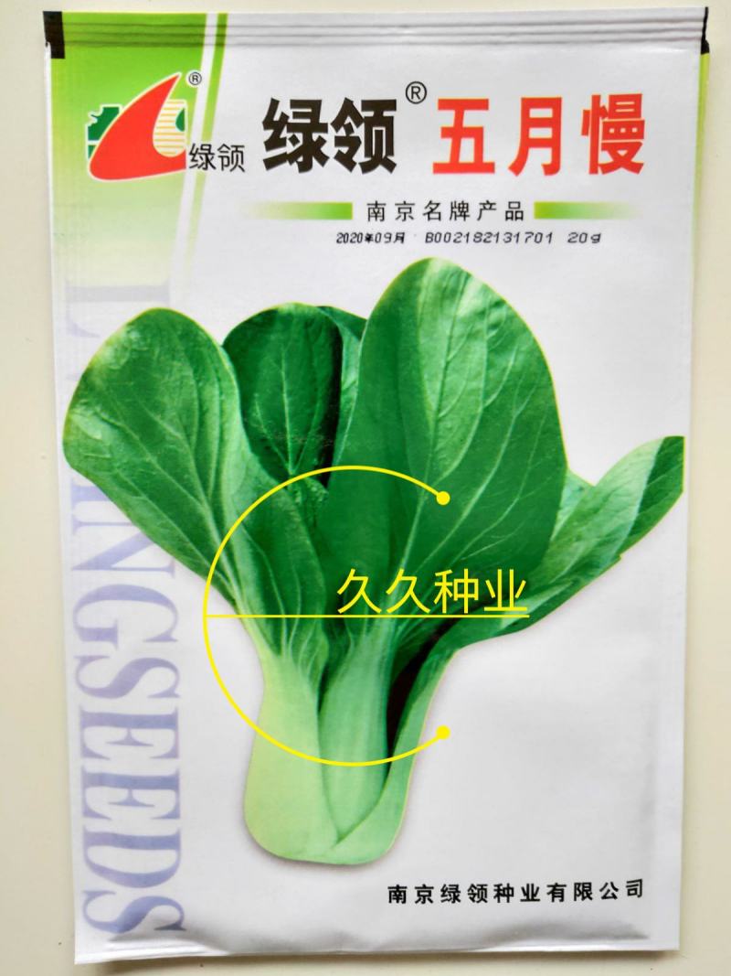 五月慢青梗菜种子油菜种子高产阳台农家小青菜种子四季播蔬菜