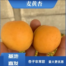 金太阳杏品质好价格优代发全国