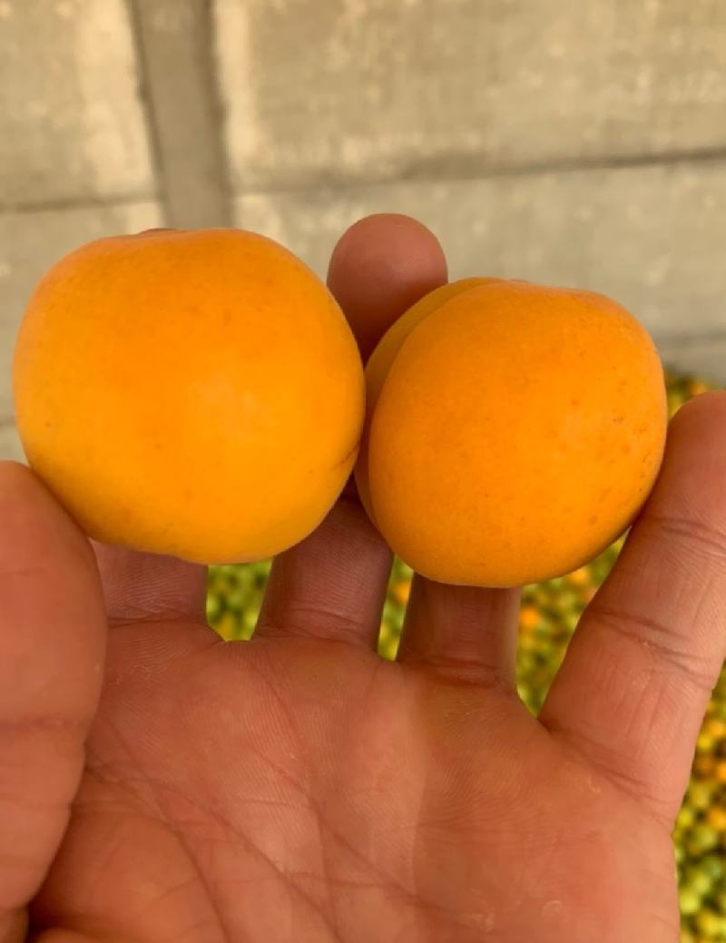 金太阳杏品质好价格优代发全国